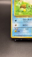 画像4: 【厳選素体】ゼニガメ（状態B） (4)