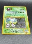 画像12: 【厳選素体】エリカのフシギバナ（状態B+） (12)