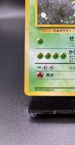 画像4: 【厳選素体】エリカのフシギバナ（状態B+） (4)